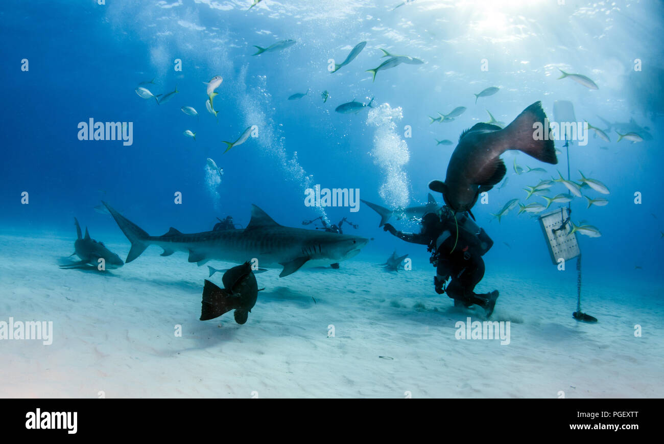 Picture shows a Tiger shark at Tigerbeach, Bahamas Stock Photo - Alamy