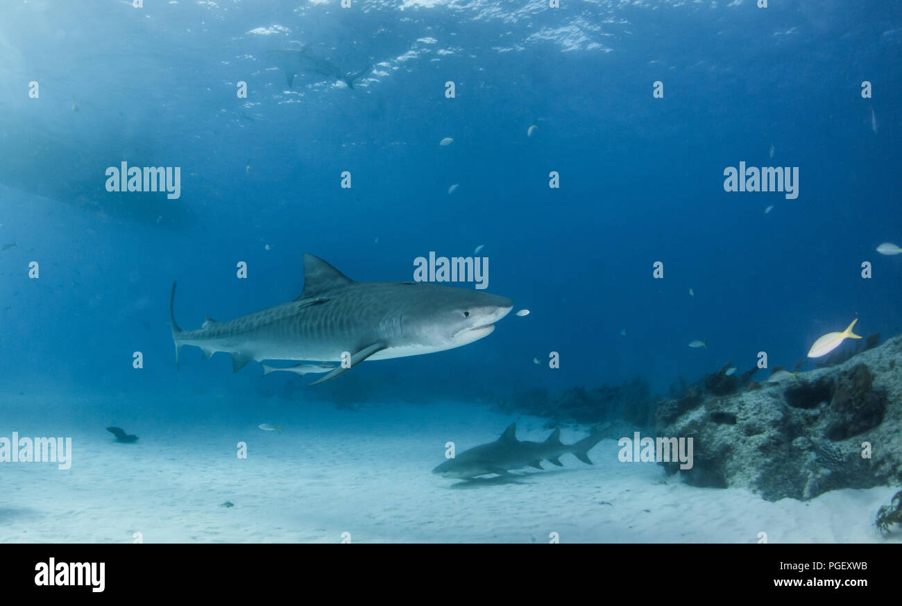 Picture shows a Tiger shark at Tigerbeach, Bahamas Stock Photo - Alamy