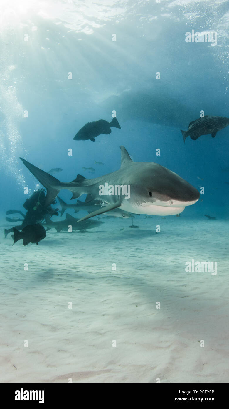 Picture shows a Tiger shark at Tigerbeach, Bahamas Stock Photo - Alamy