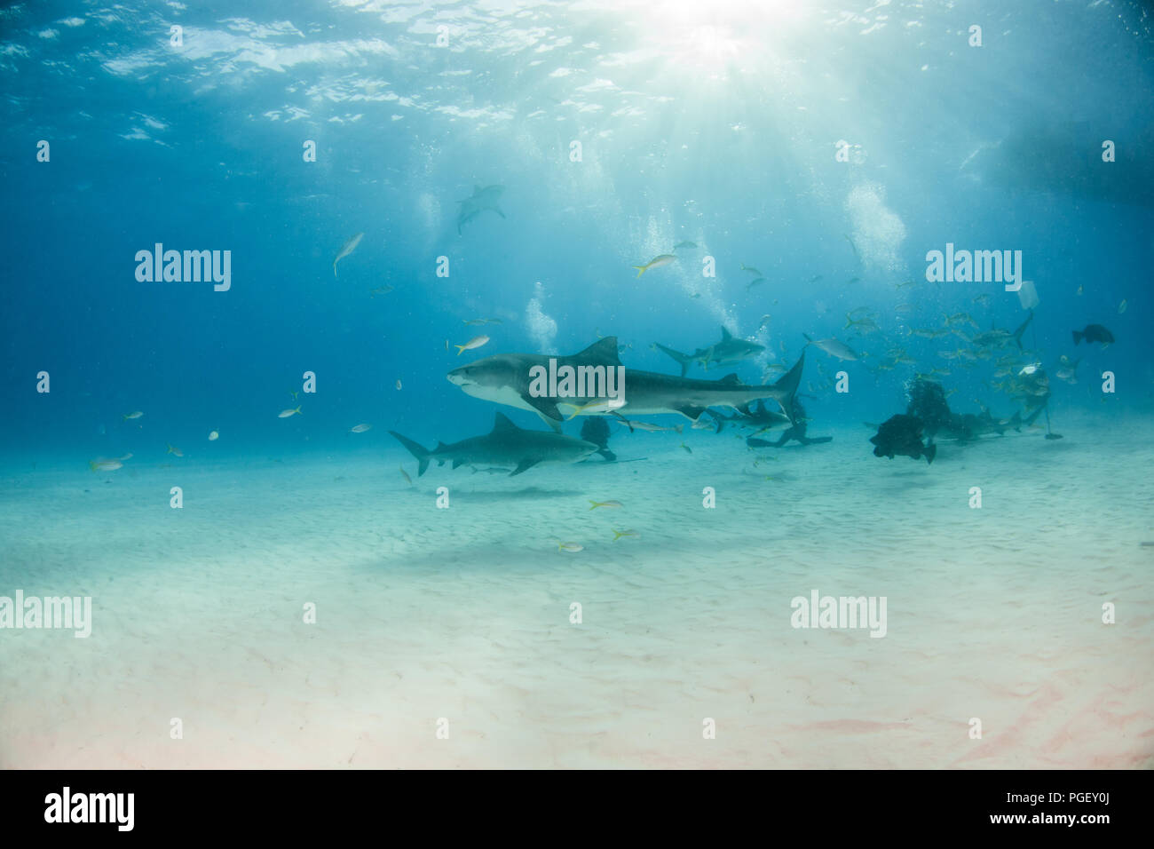 Picture shows a Tiger shark at Tigerbeach, Bahamas Stock Photo - Alamy