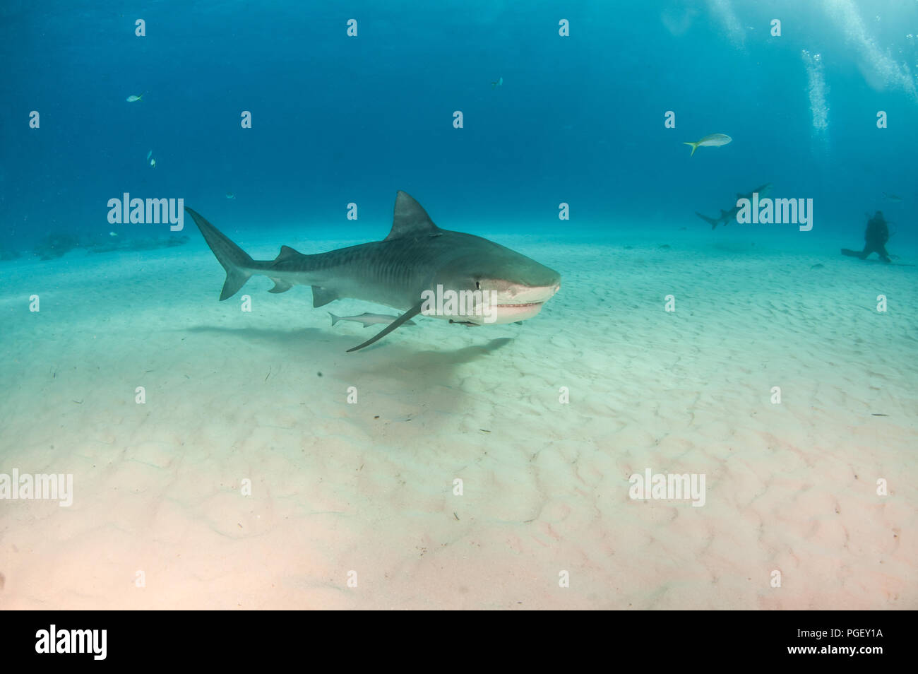 Picture shows a Tiger shark at Tigerbeach, Bahamas Stock Photo - Alamy