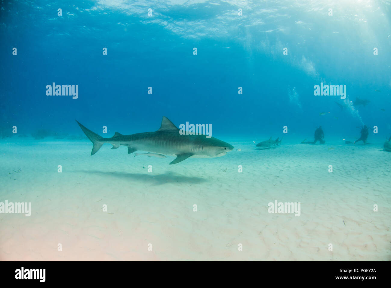 Picture shows a Tiger shark at Tigerbeach, Bahamas Stock Photo - Alamy