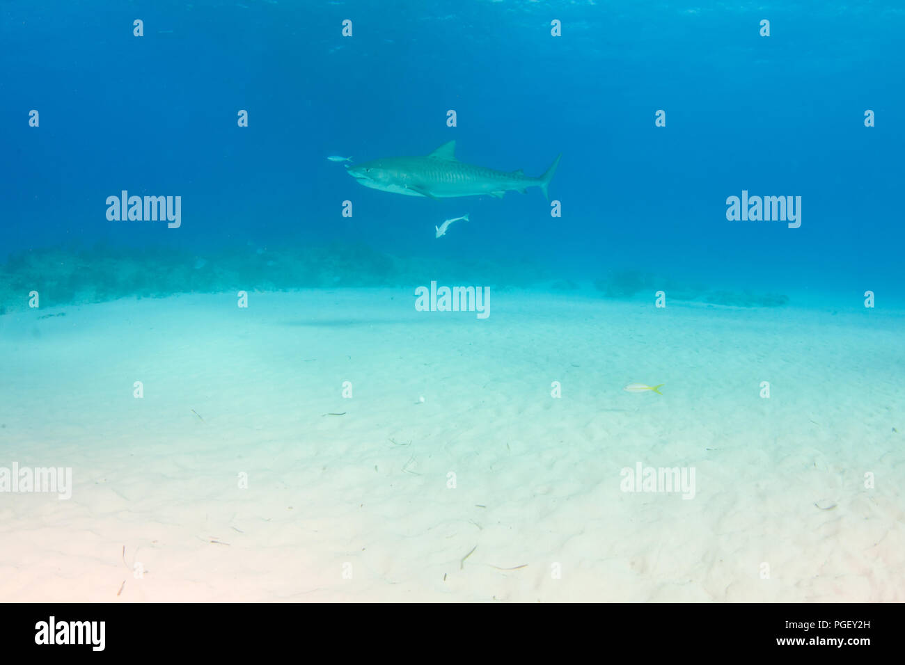 Picture shows a Tiger shark at Tigerbeach, Bahamas Stock Photo - Alamy