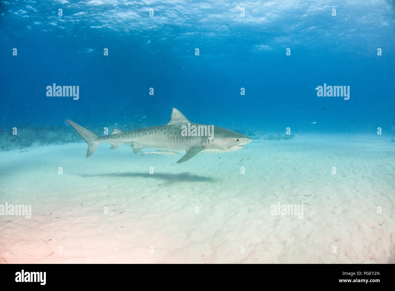 Picture shows a Tiger shark at Tigerbeach, Bahamas Stock Photo - Alamy