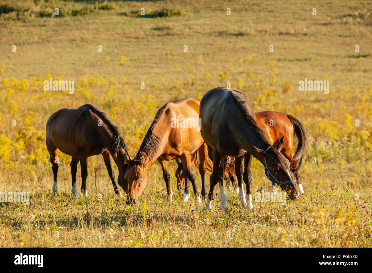 Horses grazing on the South Downs in West Sussex, England. Stock Photo