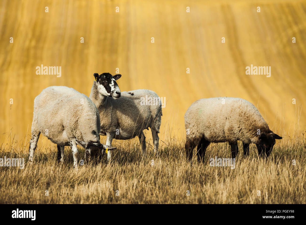 Sheep grazing in South Downs National Park, East Sussex, England Stock