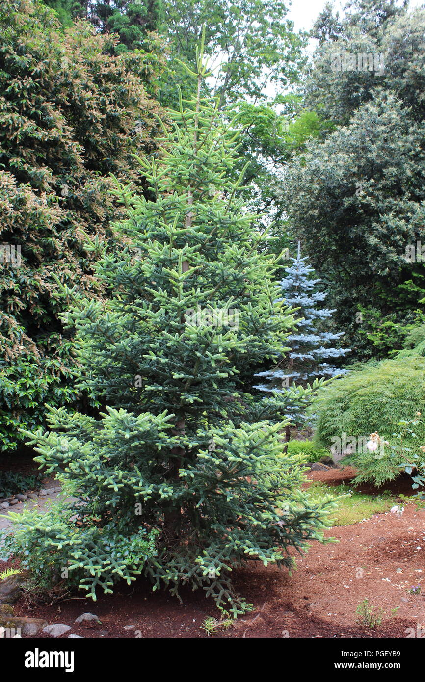 Fir tree trees evergreen evergreens hires stock photography and images Alamy