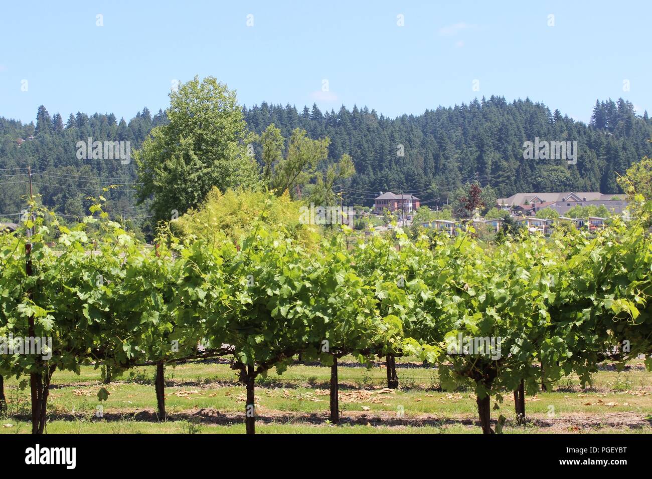 Woodinville wine country hires stock photography and images Alamy