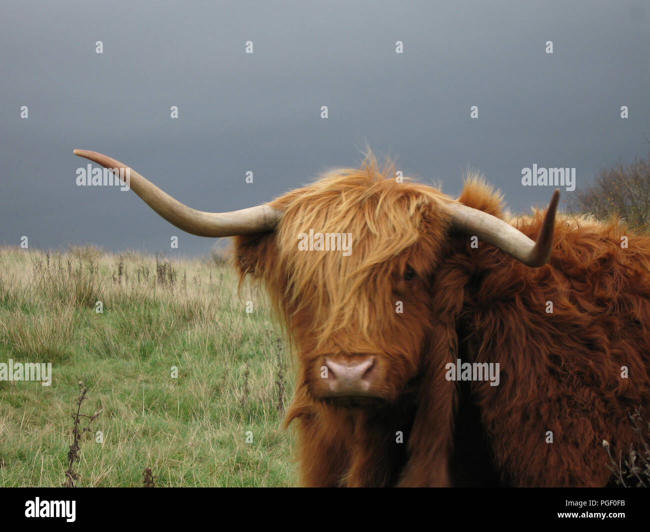 A highland cow with upturned horns seen in the Galloway Hills, SW ...