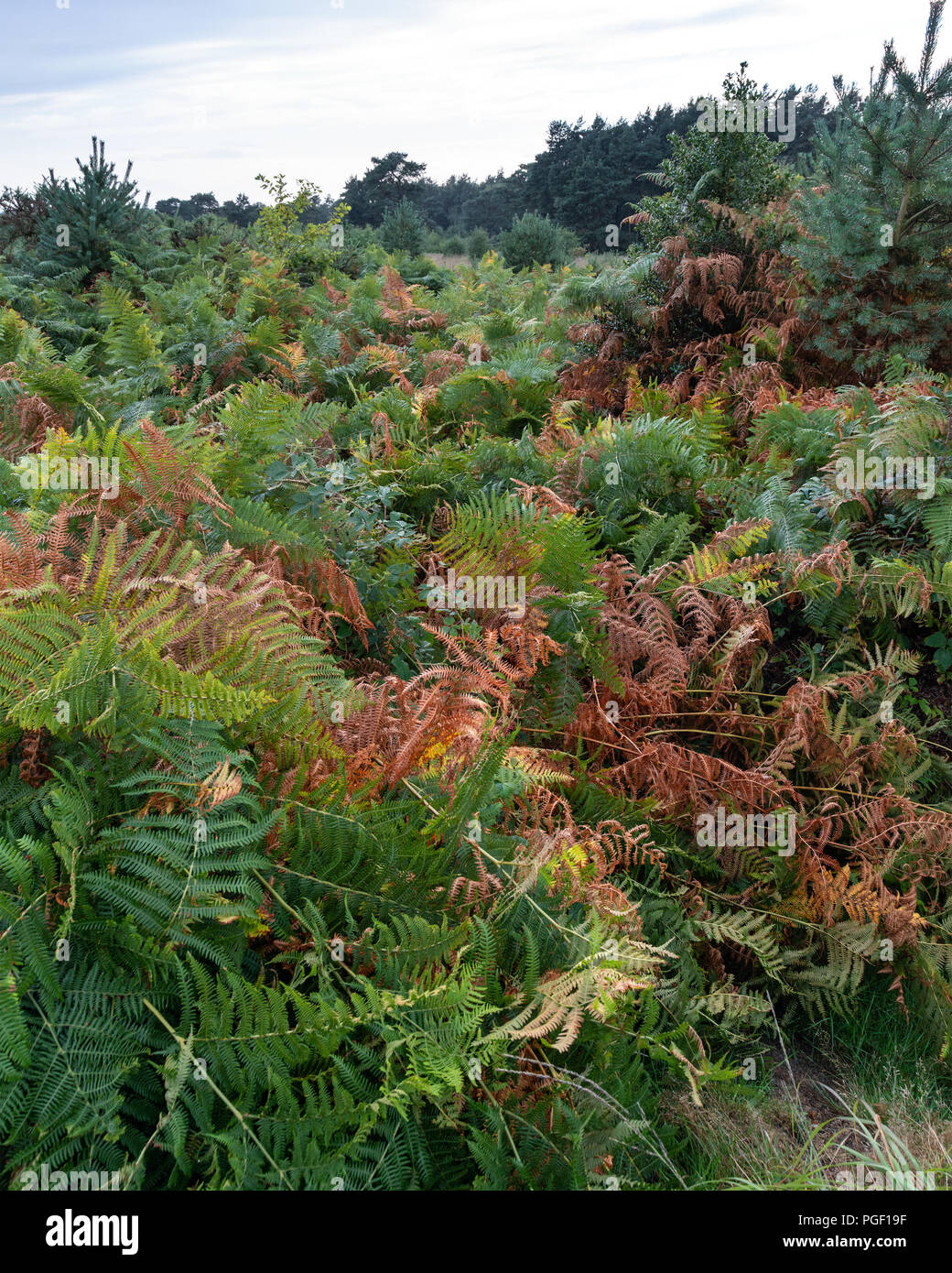 Ashdown formation hi-res stock photography and images - Alamy