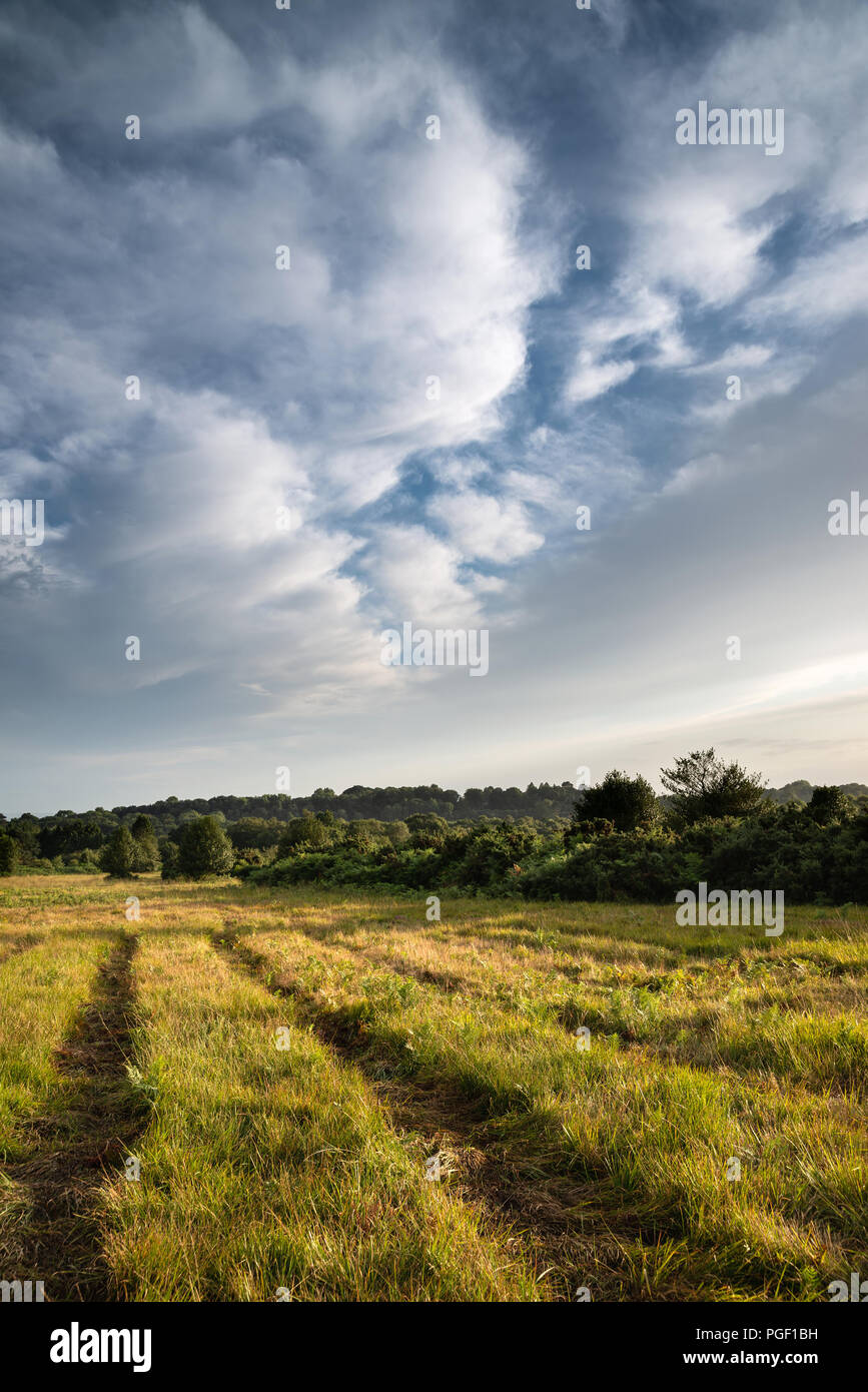 Ashdown formation hi-res stock photography and images - Alamy
