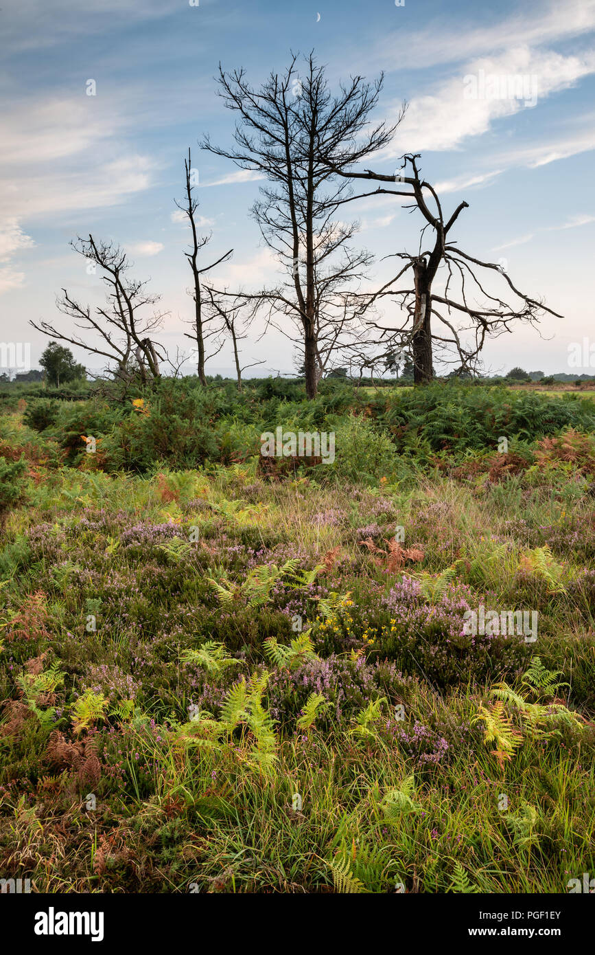 Ashdown formation hi-res stock photography and images - Alamy