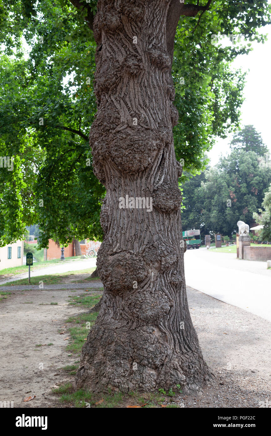 The strange bole with alternate bulges of an old Virginia tulip tree (Liriodendron tulipifera), at Lucca (Tuscany - Italy). Stock Photo