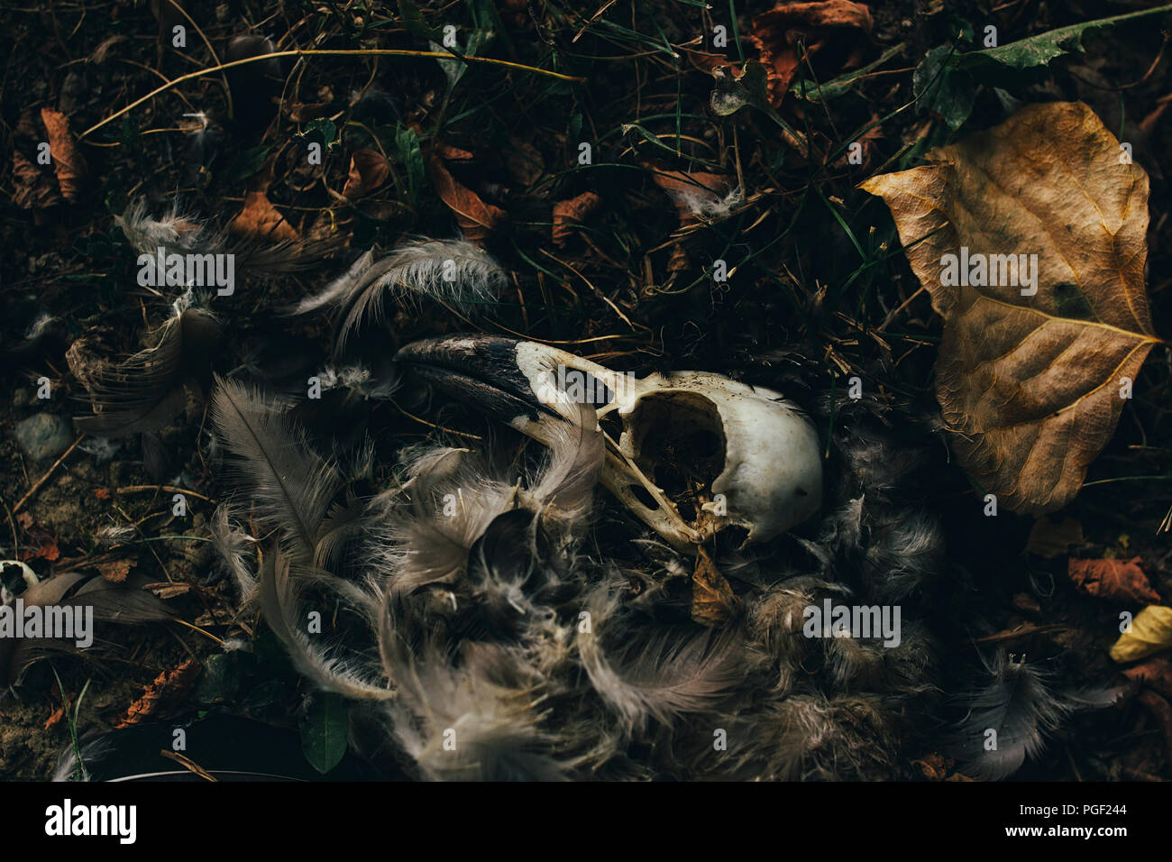 Dead bird skull lying in the grass with fallen leaves and feathers Stock Photo