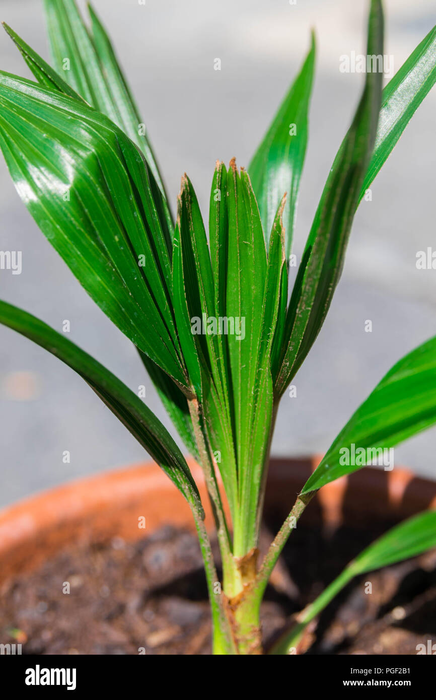 Young Coconut Palm Tree Sprout High Resolution Stock Photography And Images Alamy Young Coconut Palm Tree Sprout High Resolution Stock Photography And Images Alamy