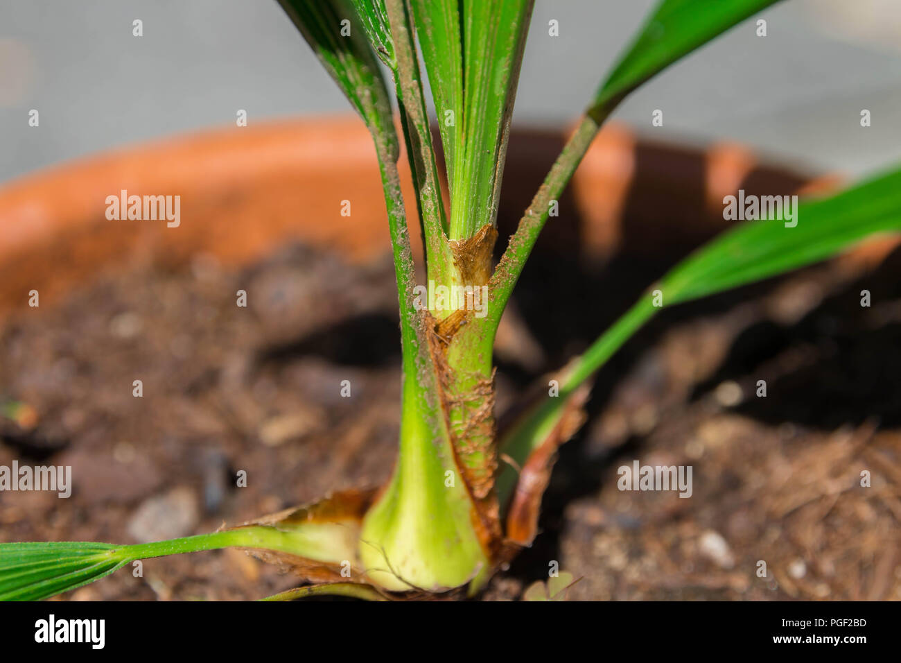 Young baby sprout palm tree leaf coconut Stock Photo Alamy