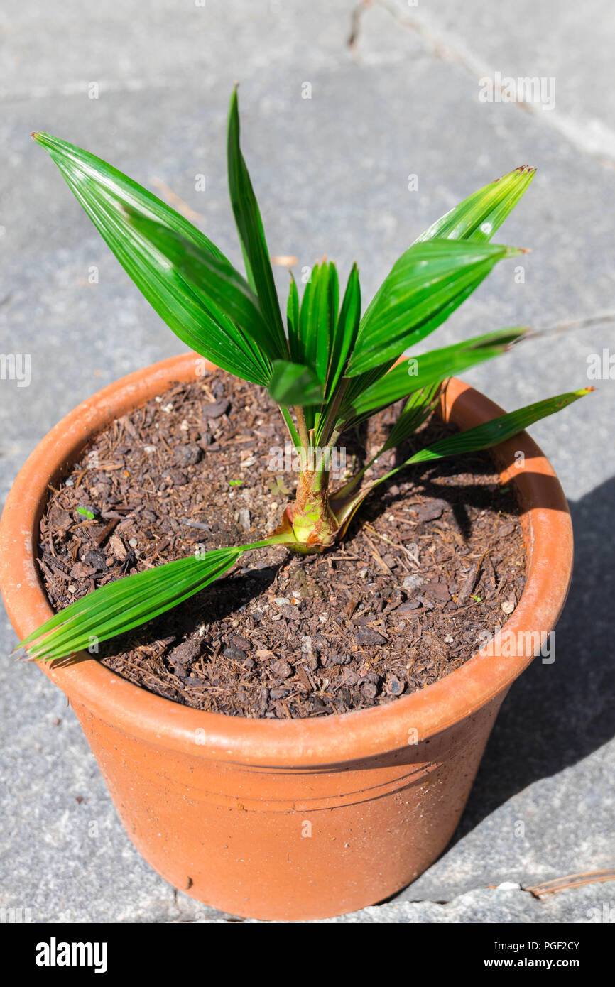 Young baby sprout palm tree leaf coconut Stock Photo Alamy
