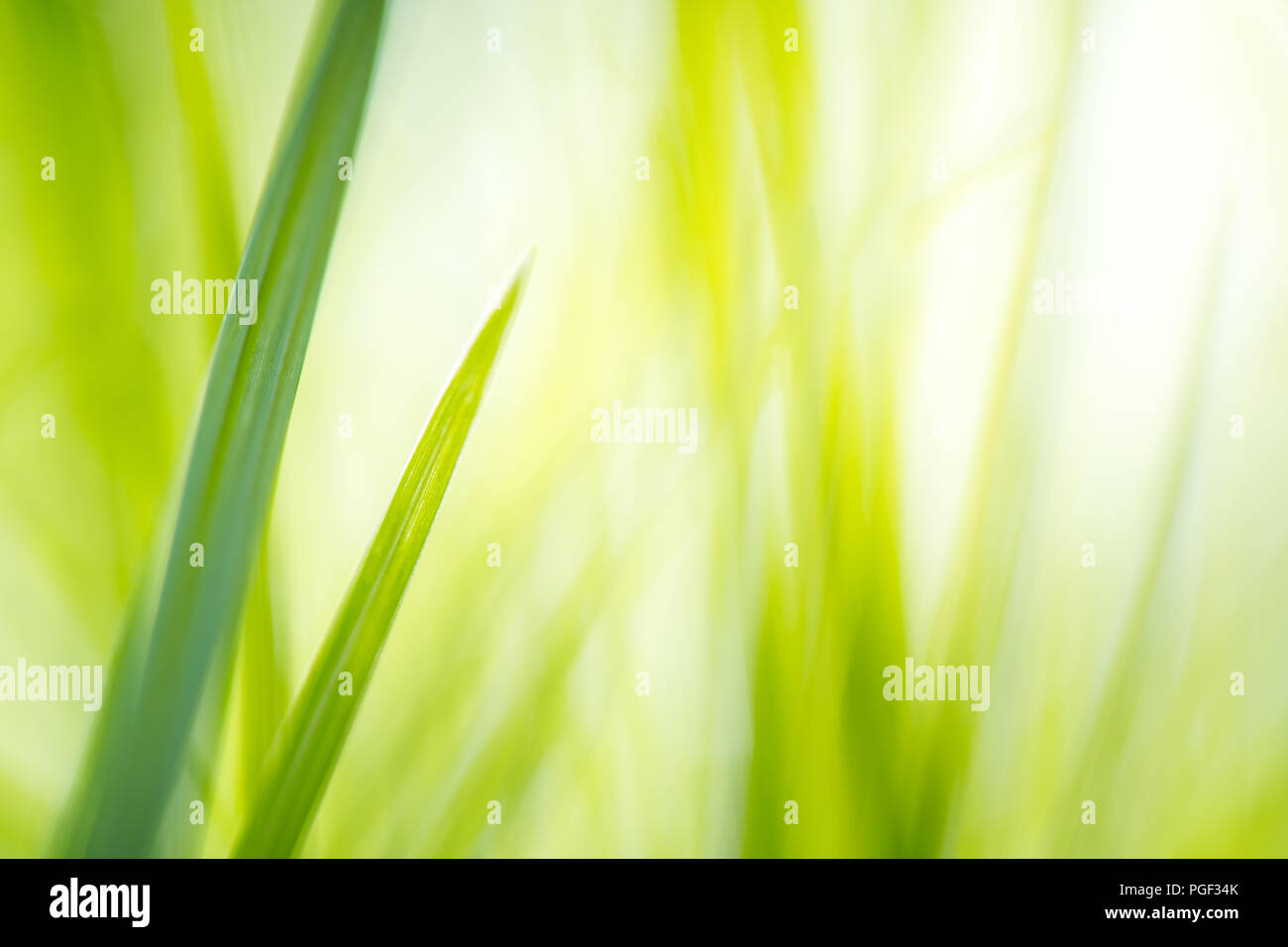green grass with bright sunlight, green nature background, summer meadow sunrise Stock Photo