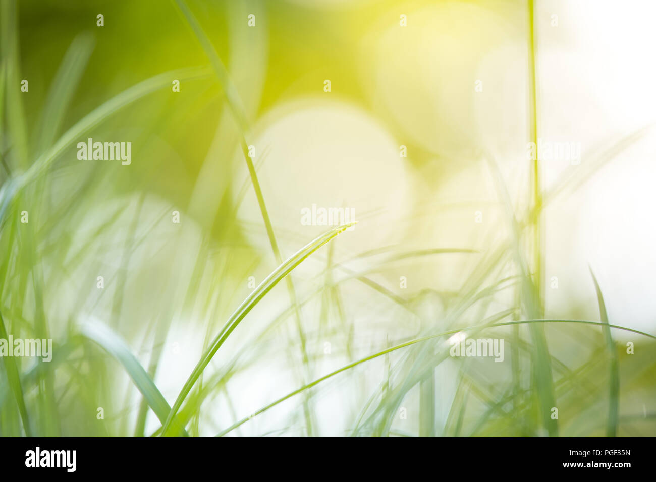 green grass with bright sunlight, green nature background, summer meadow sunrise Stock Photo
