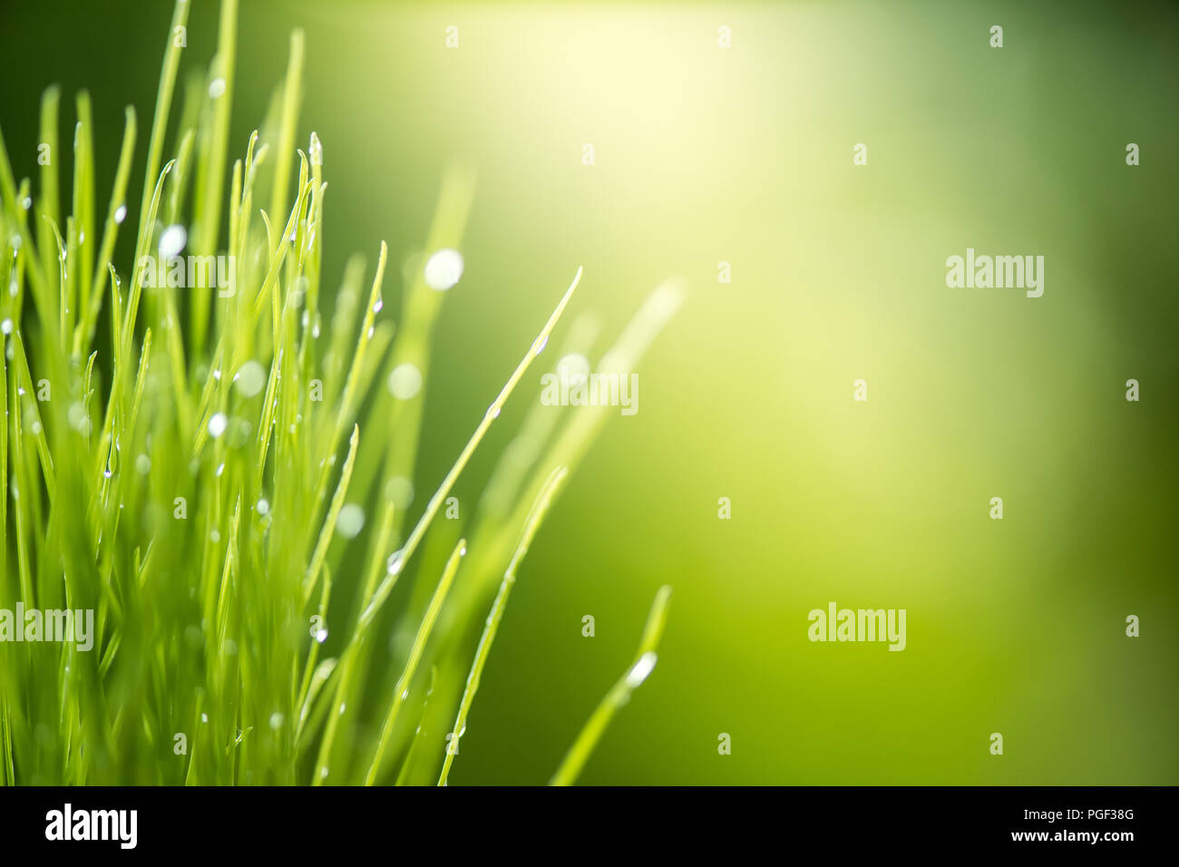 green grass with water drops bright sunlight, green nature background, summer meadow sunrise Stock Photo