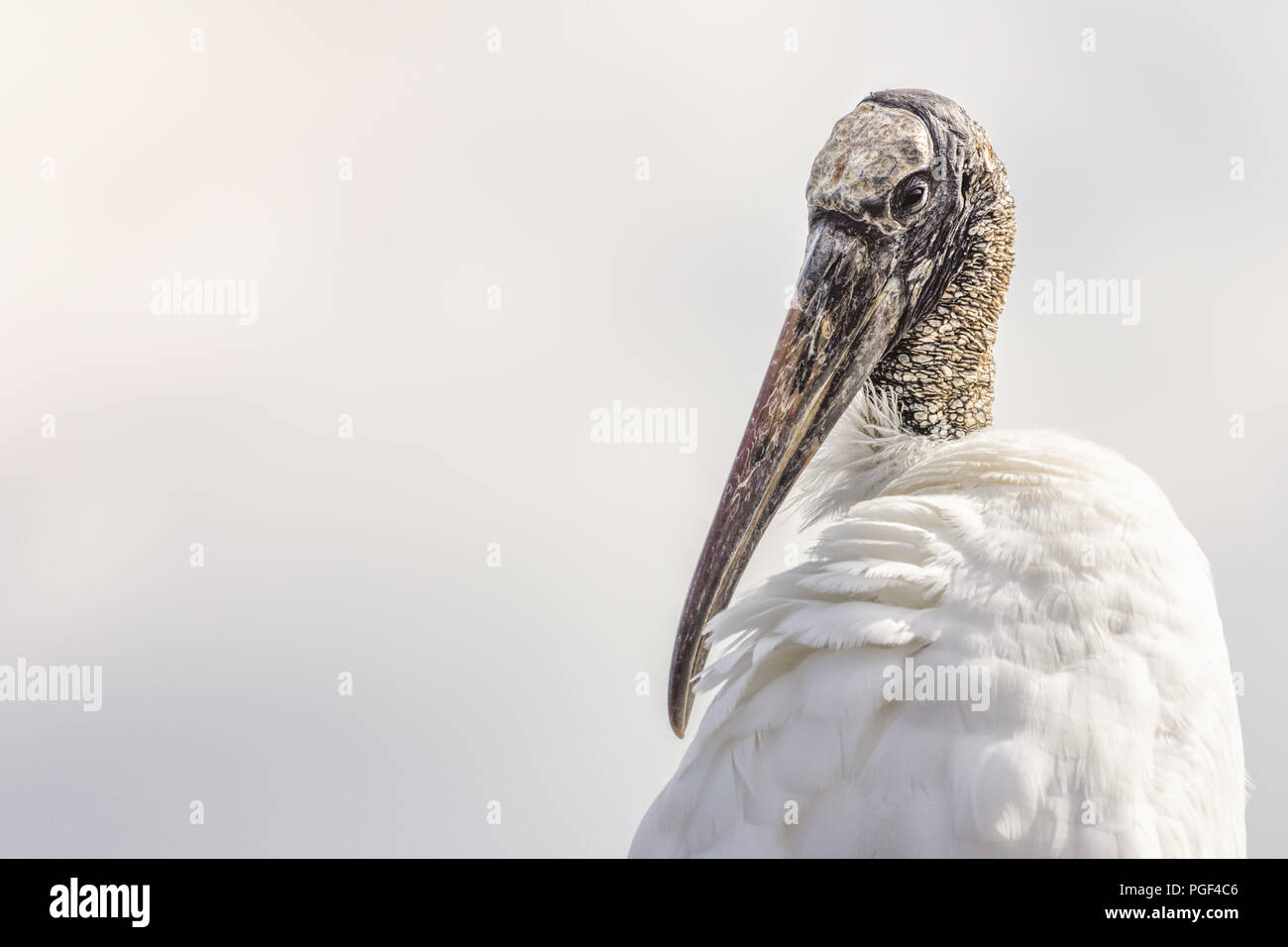 An endangered wood stork (Mycteria americana) in Florida, Stock Photo