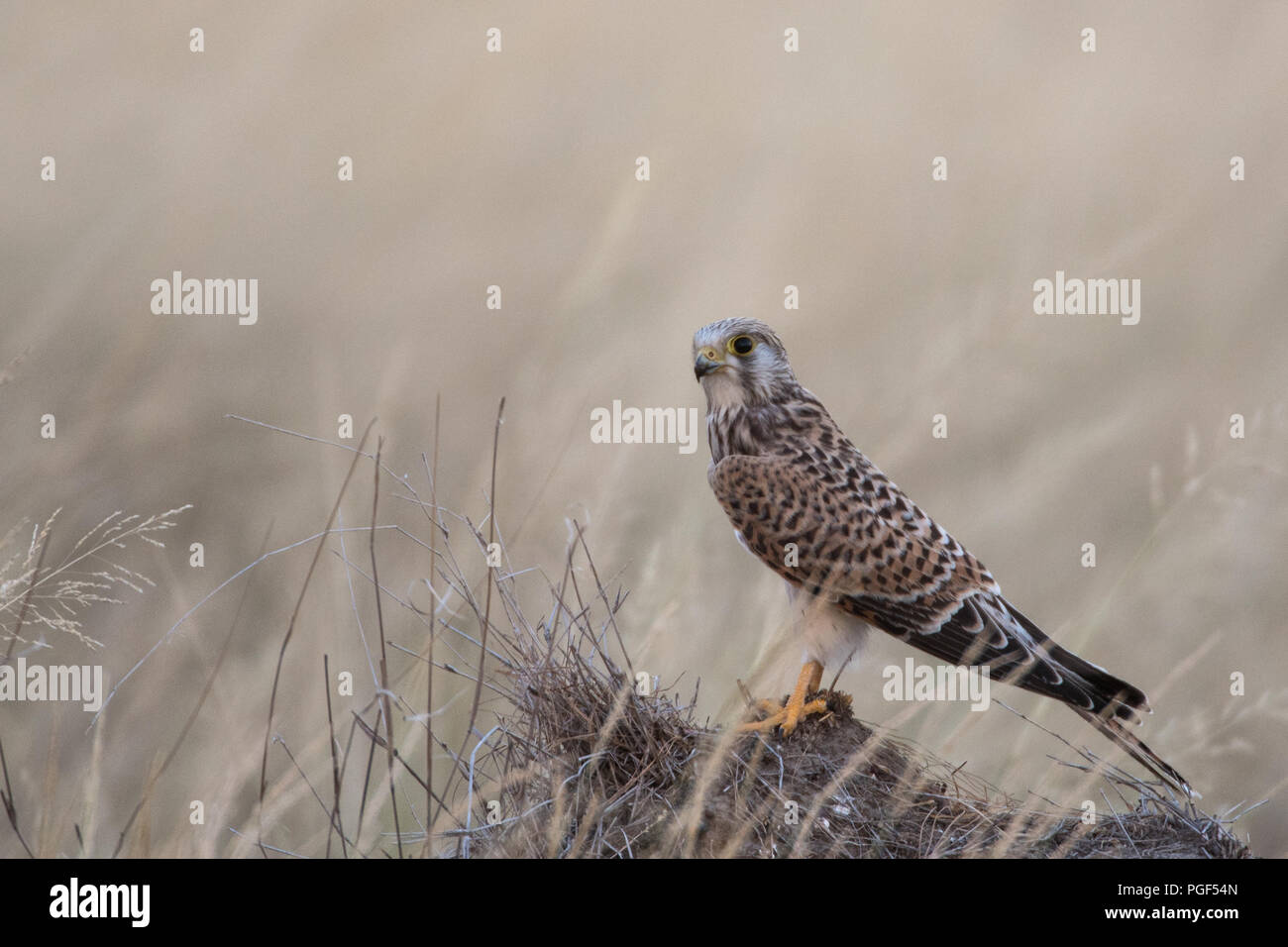 A Common Kestrel (Falco tinnunculus) perched on grass at Tal Chapar Wildlife Sanctuary, Rajasthan, India where it is a winter migrant Stock Photo