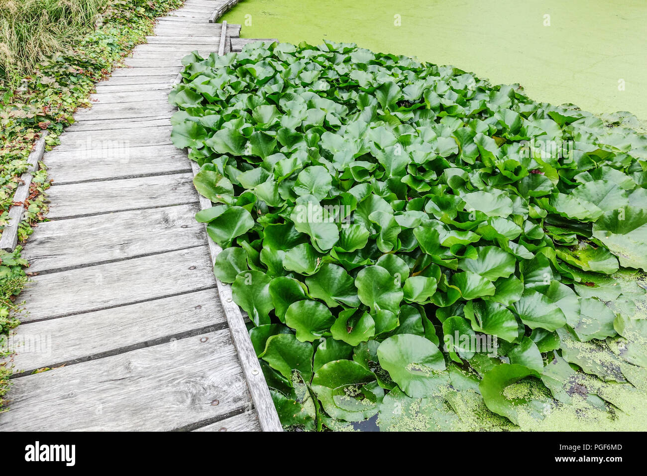 Garden pond path, Duckweed covered pond Stock Photo