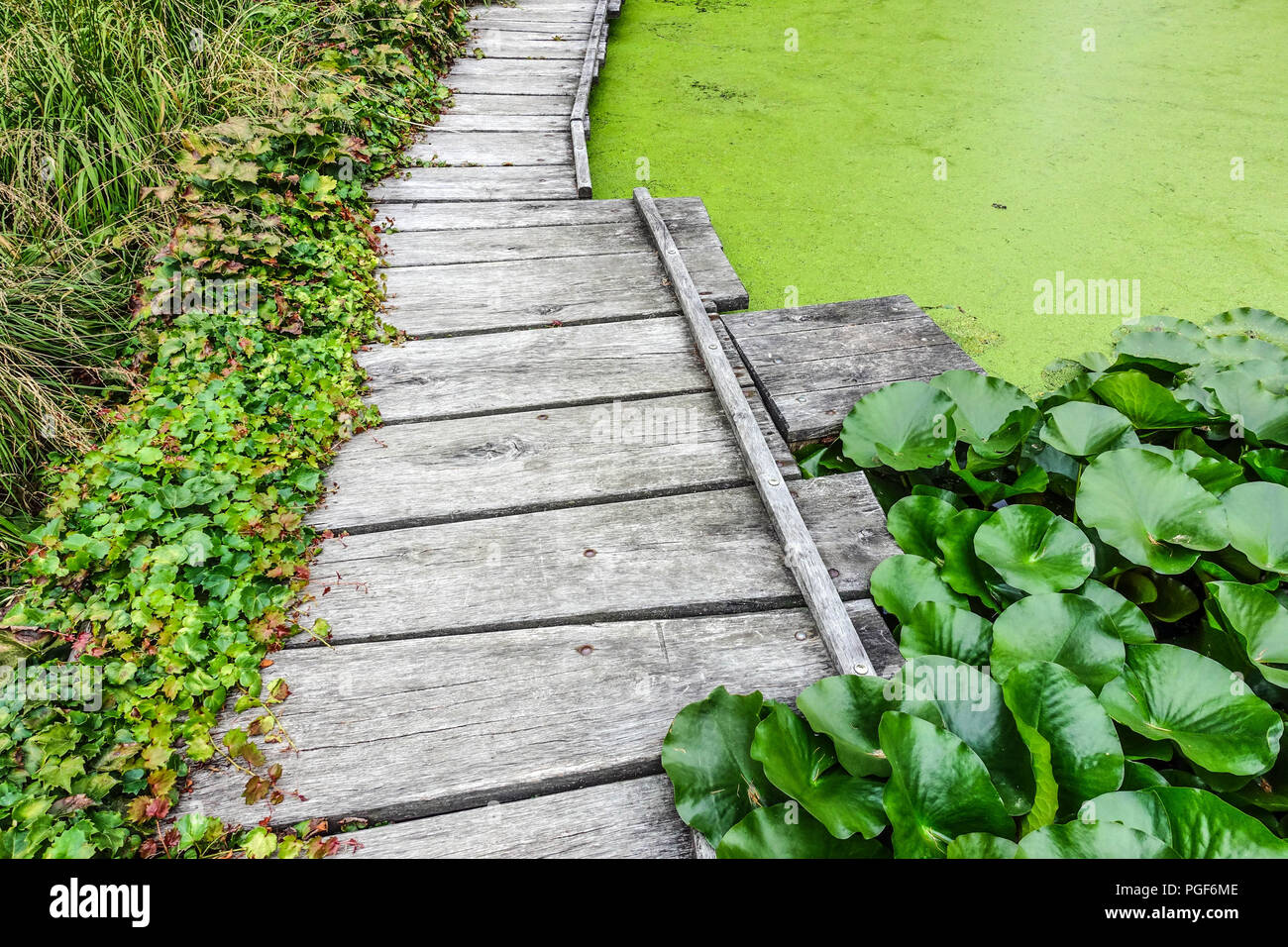 Wooden walkway around the garden pond, Duckweed covered pond Stock Photo