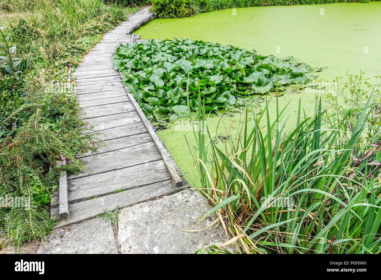 Wooden pathway around the garden pond, path Duckweed covered pond Stock Photo