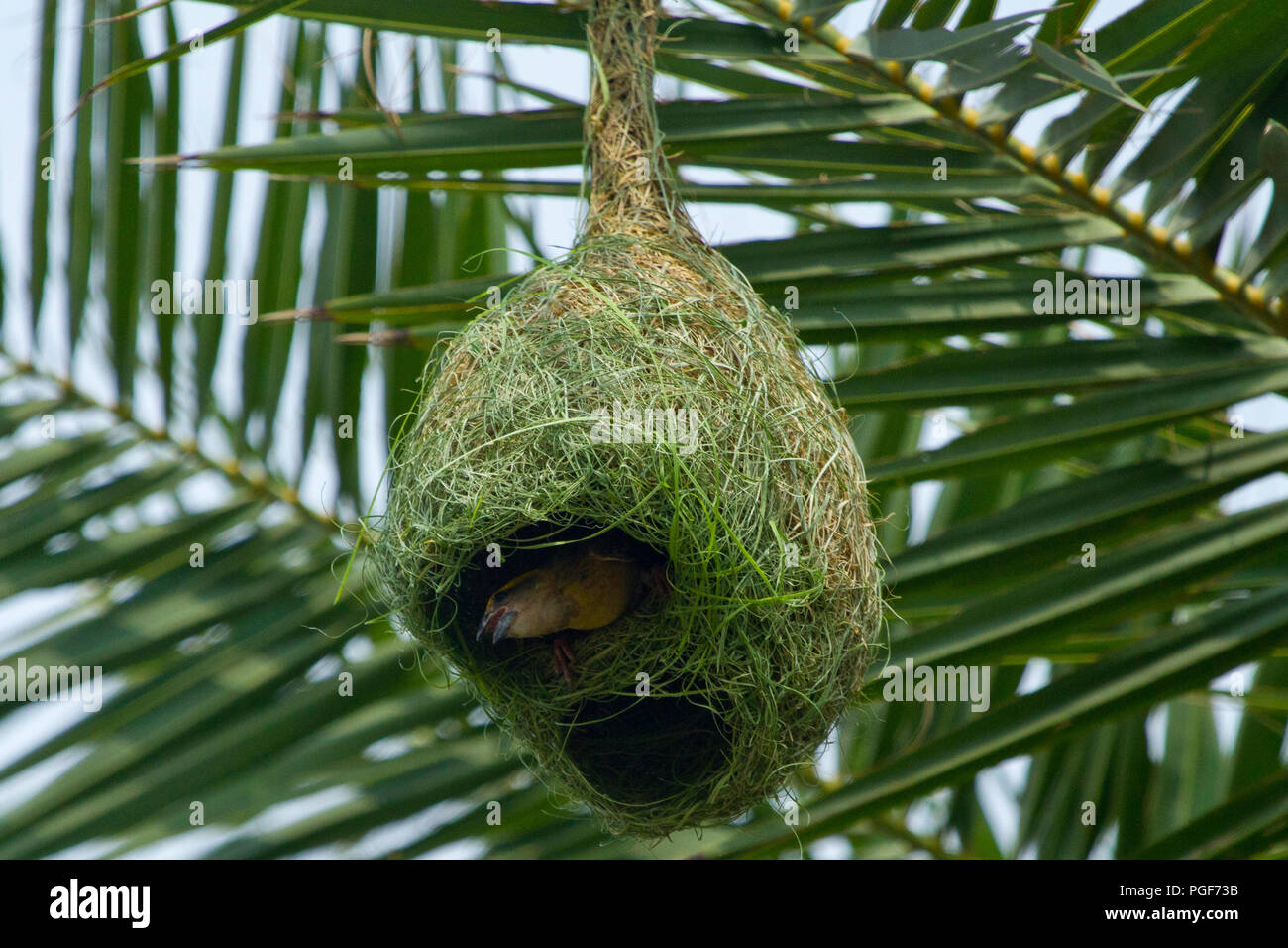 Weaver bird hires stock photography and images Alamy