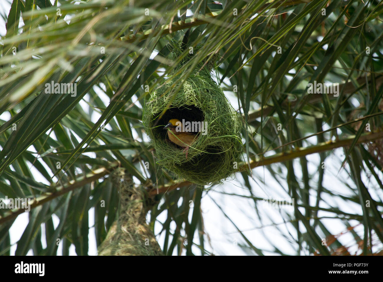 Baya bird nests on the date palm tree. Chapainawabganj, Bangladesh