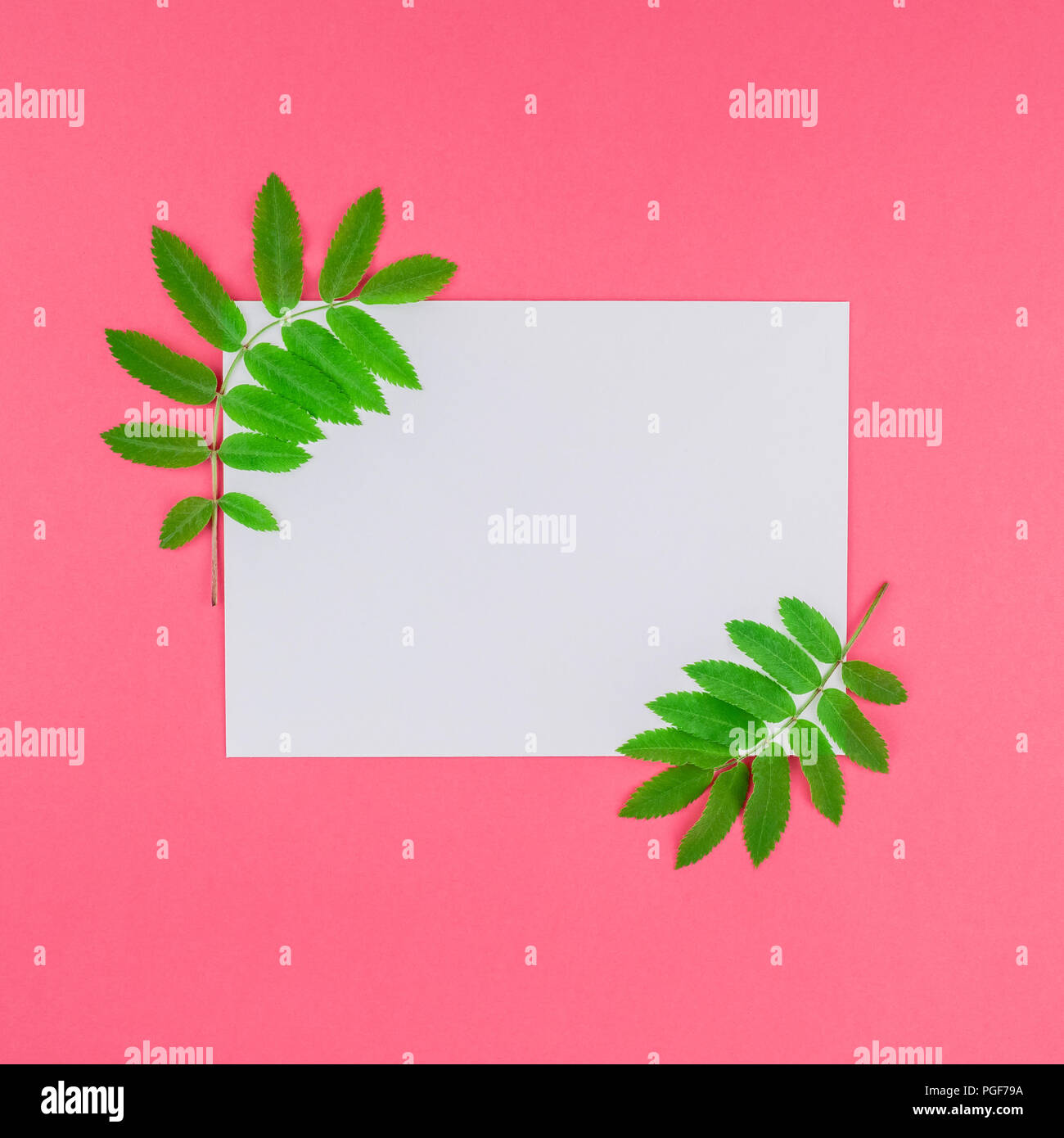 Creative flat lay top view white letter mock up with fresh green rowan ...
