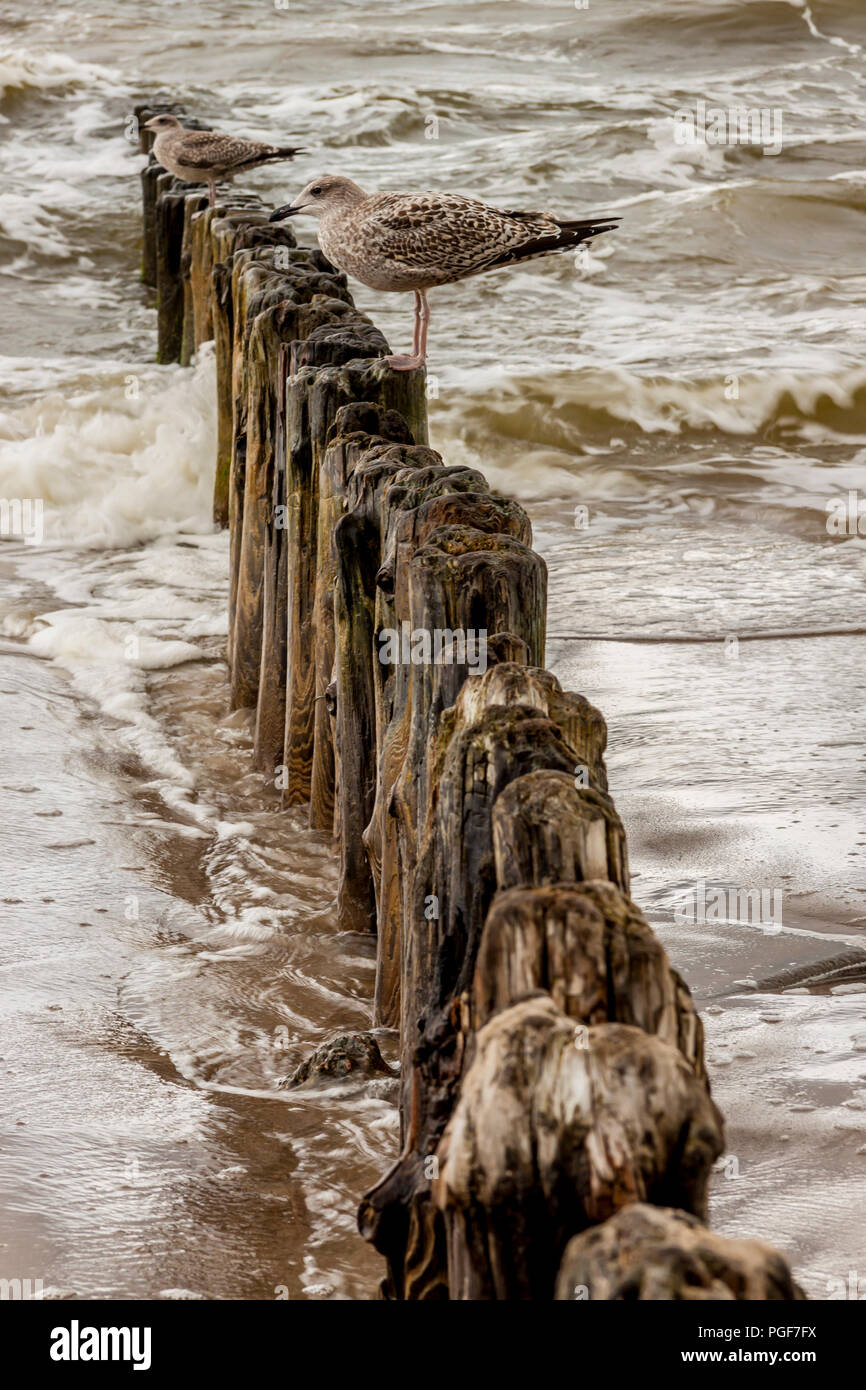 Gulls on wooden waterbreak in Rewal - Poland. Stock Photo