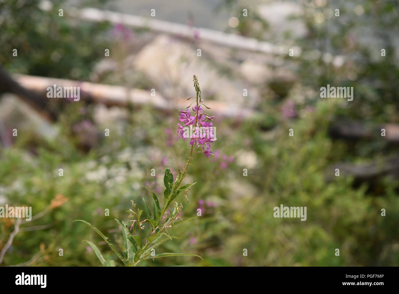 alpine river with small rapids Stock Photo