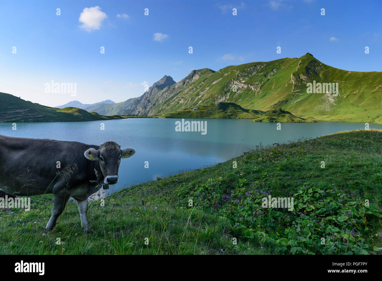 Allgäuer Alpen: lake Schrecksee, cow cows, alp, Schwaben, Allgäu, Swabia, Bayern, Bavaria, Germany Stock Photo
