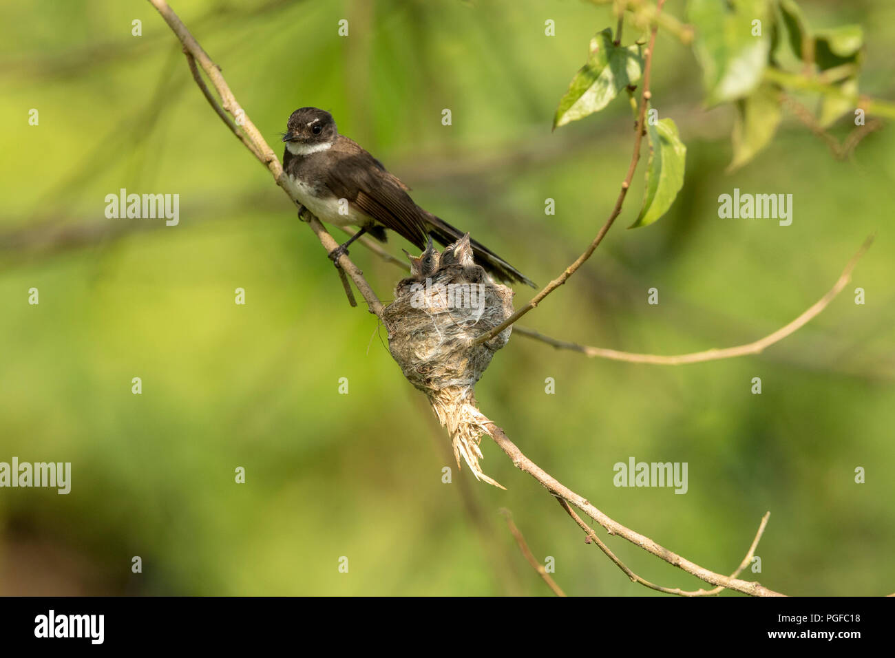 A Malaysian Pied Fantail bird in a nest at Kranji Marshes, Singapore Stock Photo