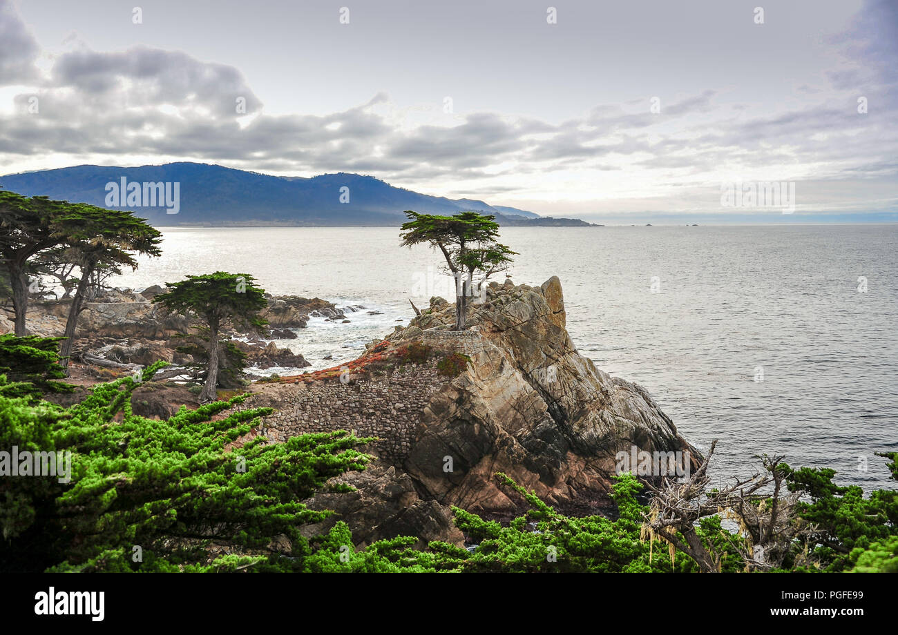Pebble Beach, California: A lone cypress tree stands on the Californian coastline, 17 Mile Drive near Carmel. Rocky promontory, ocean background Stock Photo