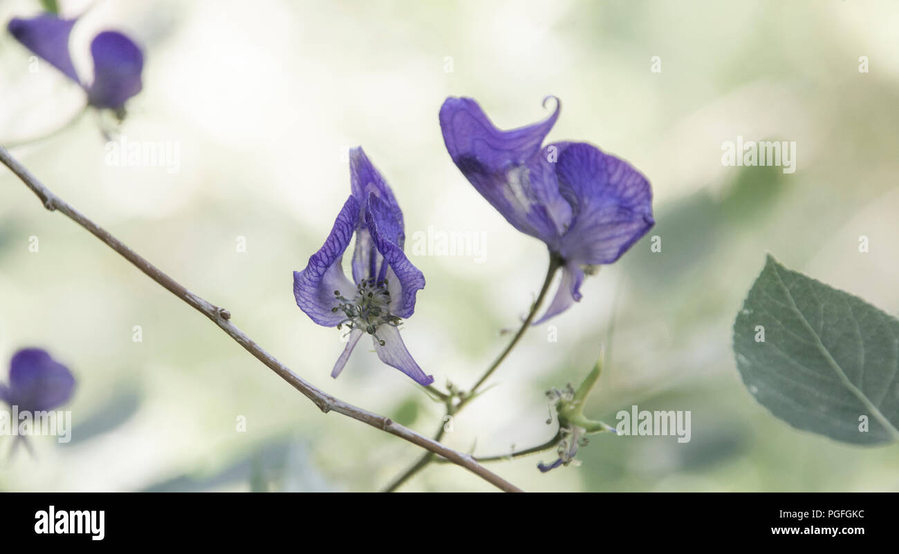 Purple california wildflowers hi-res stock photography and images - Alamy