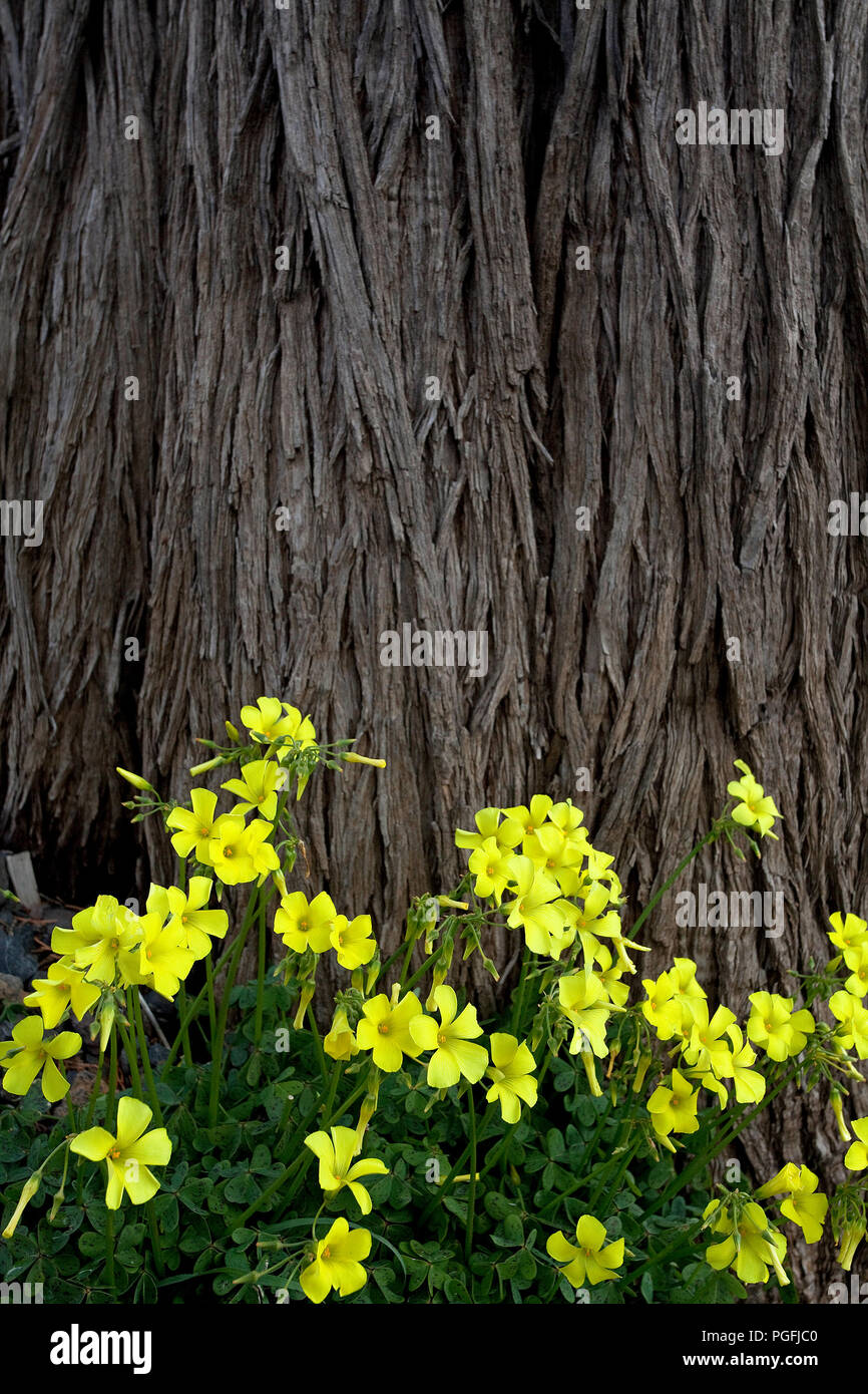 Tree and flowers Stock Photo Alamy