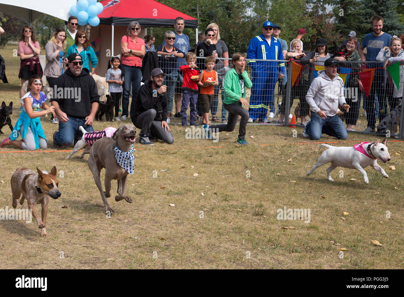 Calgary Canada. 26th August, 2018. Pet dogs take part in a race during Paws in the Park, held to celebrate National Dog Day. The charity event is held to benefit Alberta Animal Calgary Canada. 26th August, 2018. Pet dogs take part in a race during Paws in the Park, held to celebrate National Dog Day. The charity event is held to benefit Alberta Animal