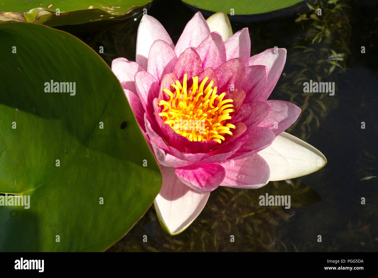 Pond life. A pink lily flower opens in the summer sunshine. Stock Photo