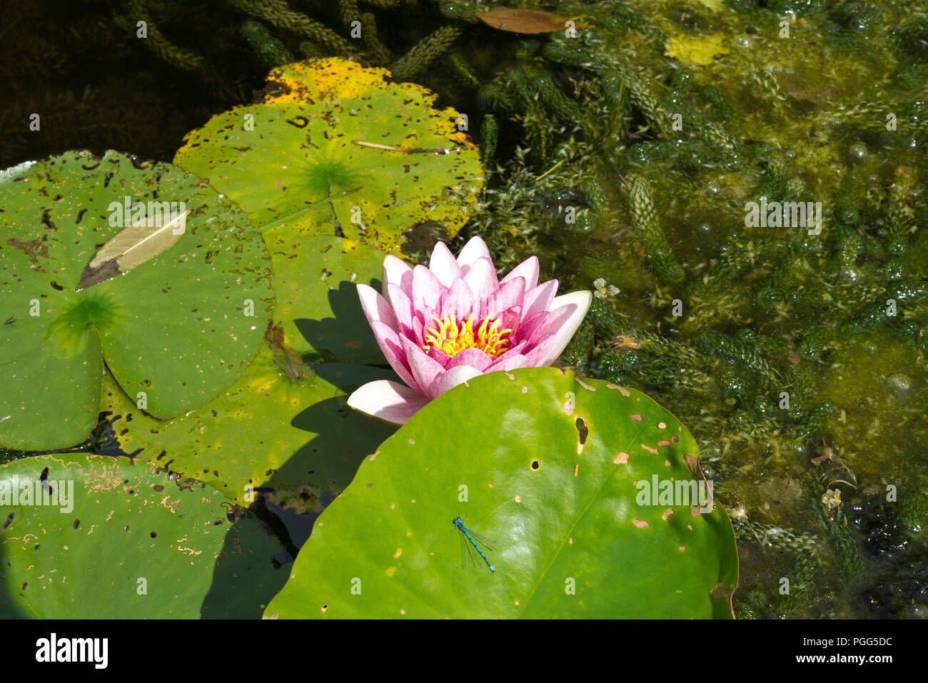 Pond life. A pink lily flower opens in the summer sunshine. A blue damsell nymph sits on a green lily pad. Stock Photo