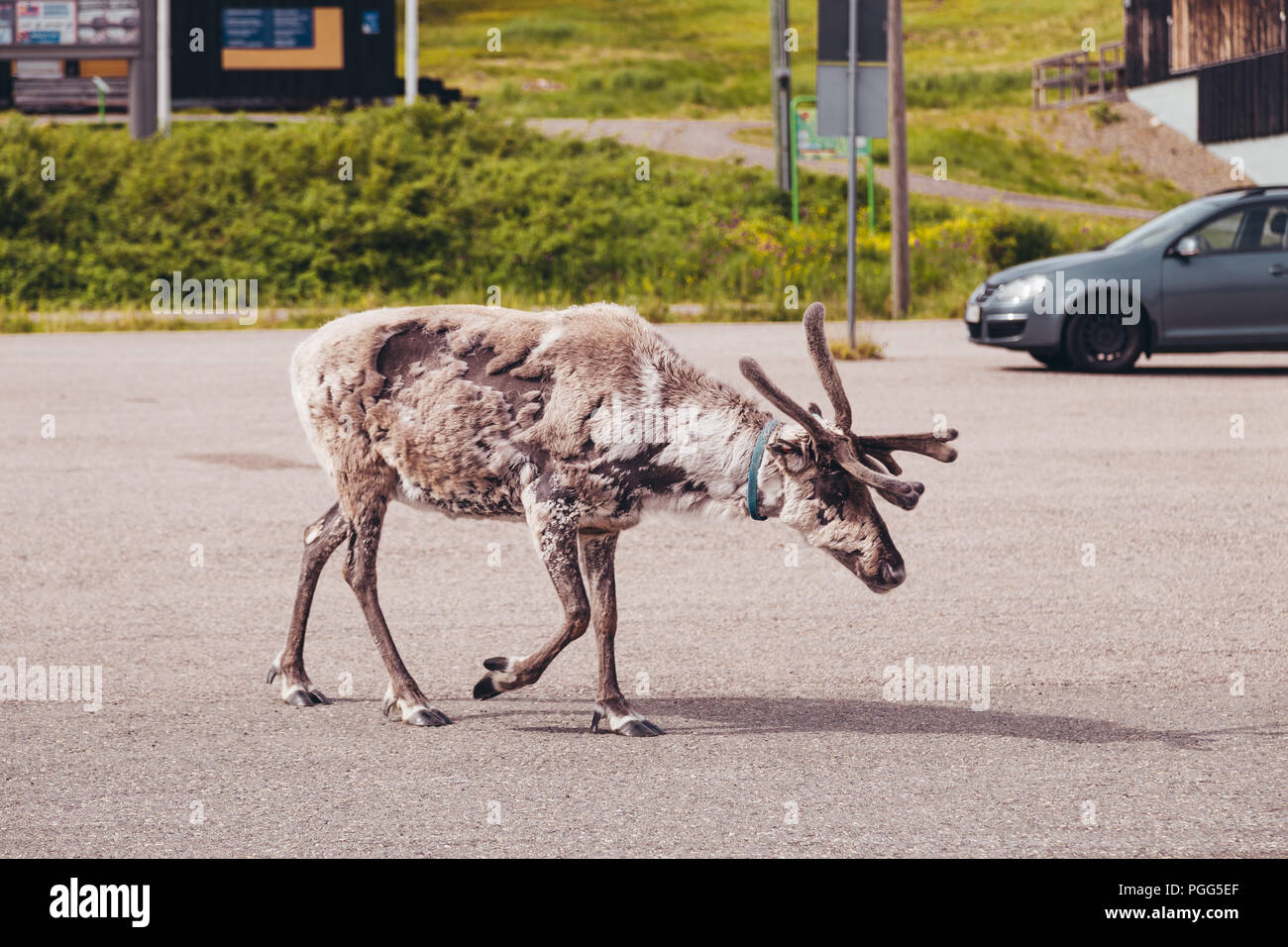 Luosto Lapland, reindeer on a parking lot on a summer day Stock Photo