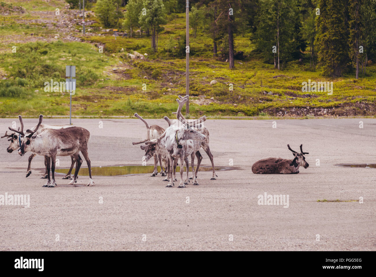 Luosto Lapland, reindeers on a parking lot on a summer day Stock Photo