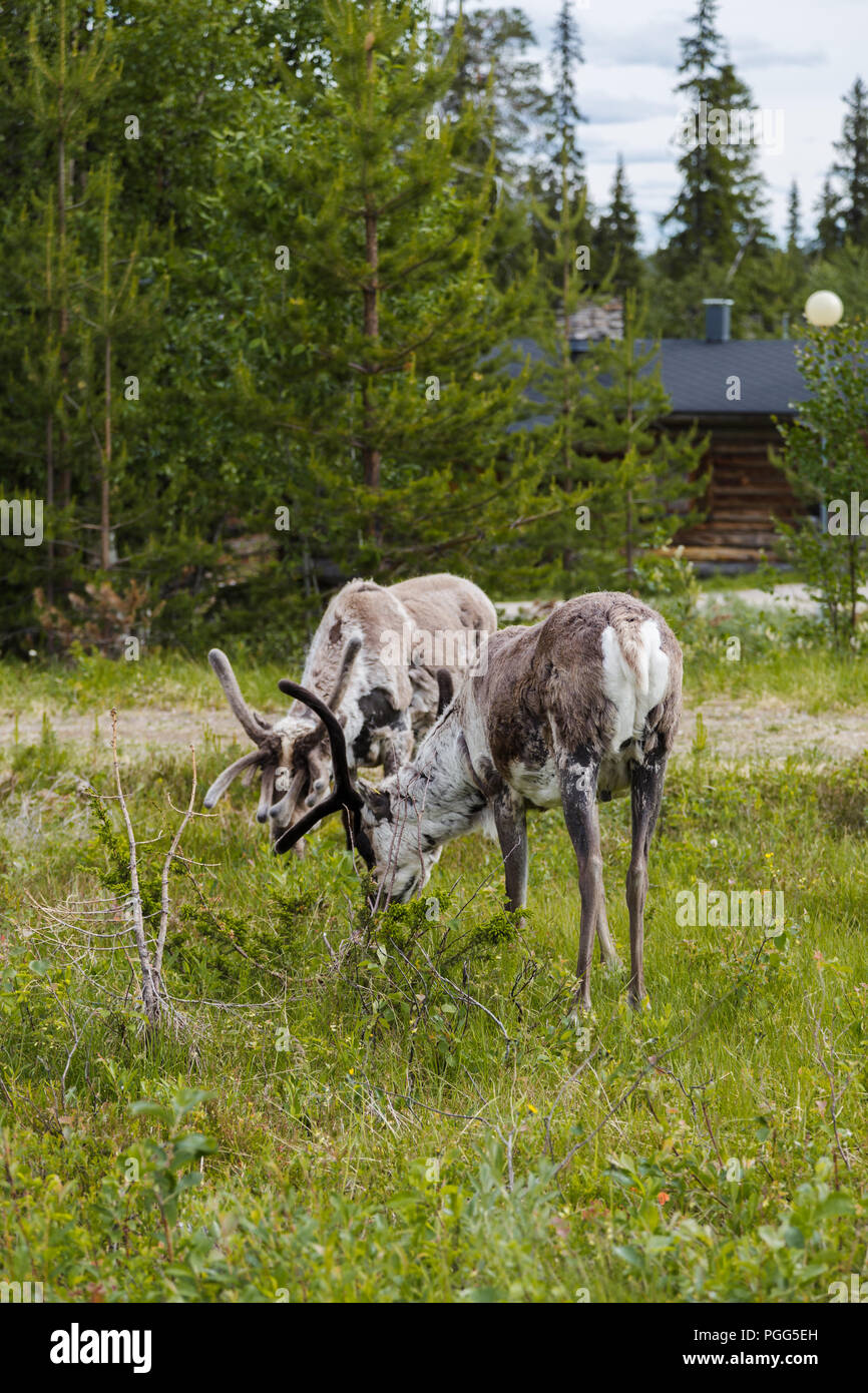 Luosto Lapland, reindeers eating near cottage on a summer day Stock Photo
