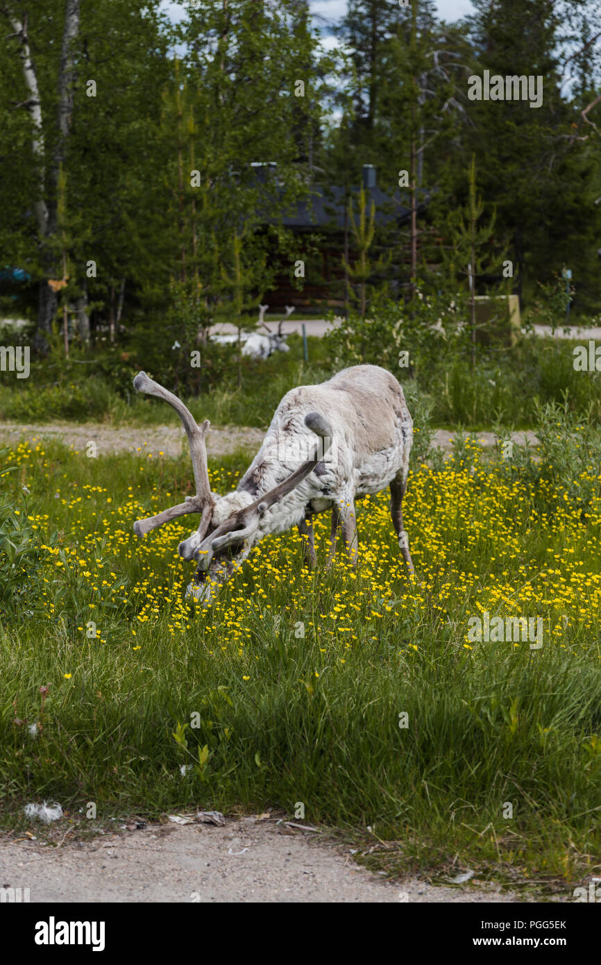 Luosto Lapland, reindeer eating flowers on a summer day Stock Photo