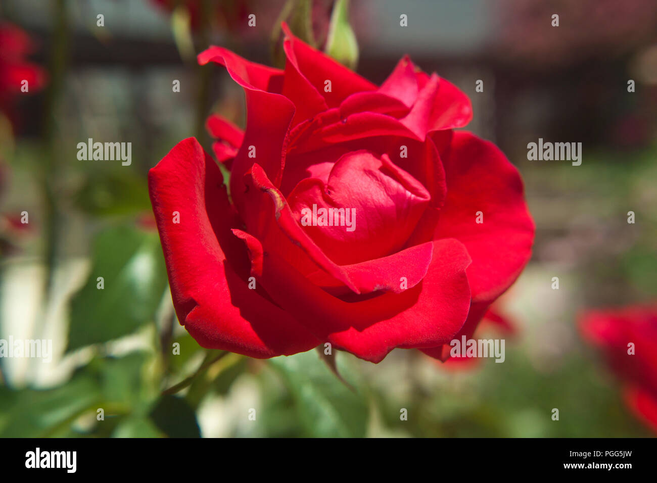 macro photo red rose in a garden Stock Photo - Alamy