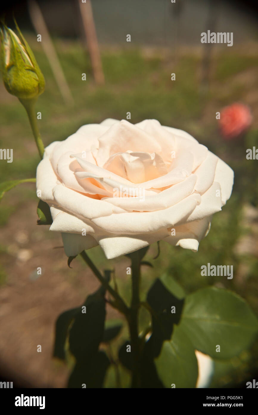 MACRO PHOTO WHITE ROSE IN A GARDEN Stock Photo - Alamy