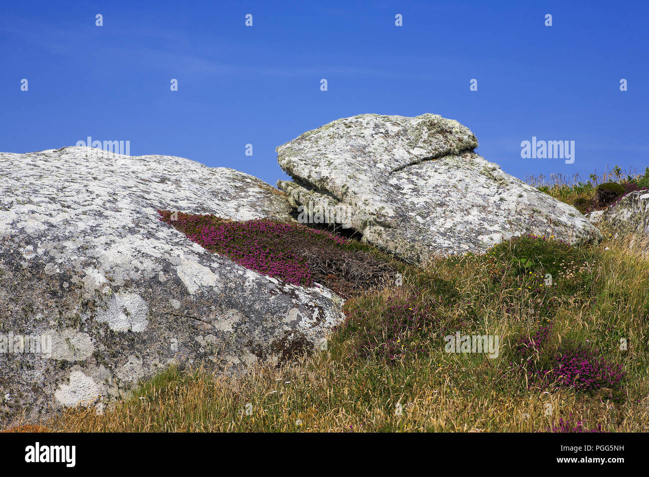 Heather and rocks, Peninnis Head, St. Mary's, Isles of Scilly Stock Photo