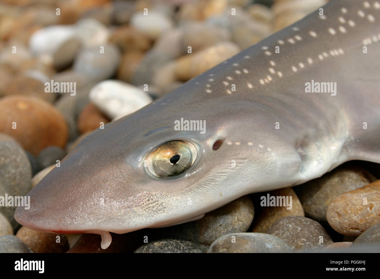 A starry smooth-hound, Mustelus asterias, caught on rod and line on Chesil beach and photographed before release. The starry smooth-hound is a species Stock Photo